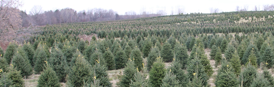 Prestonvale Tree Farms